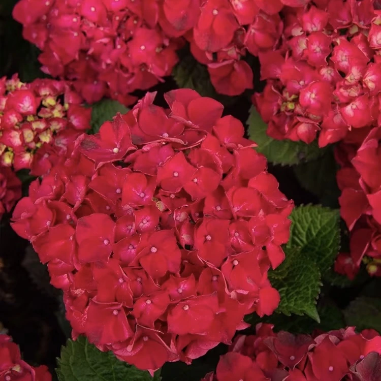 魔幻红宝石【小盆绣球】一年桩包对版好养易活室内桌面绣球盆栽