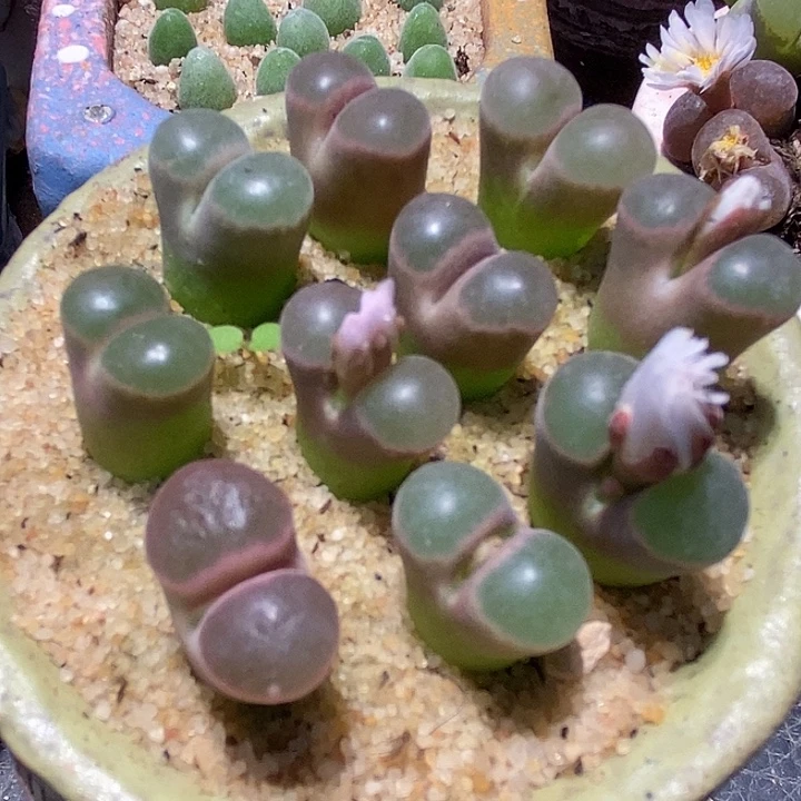 大眼睛磁铁风铃一颗