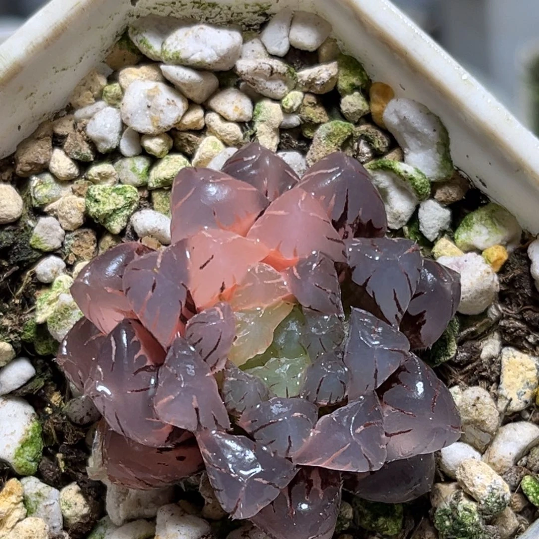 恭喜发财大吉大利0136