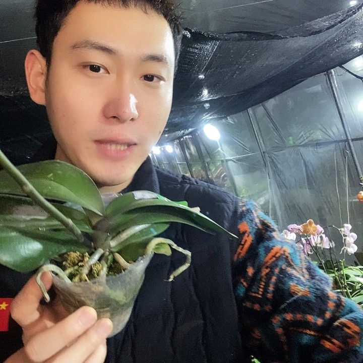 无花朵天空之城蝴蝶兰