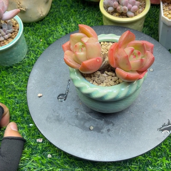 ?****?nin re qi dei he s