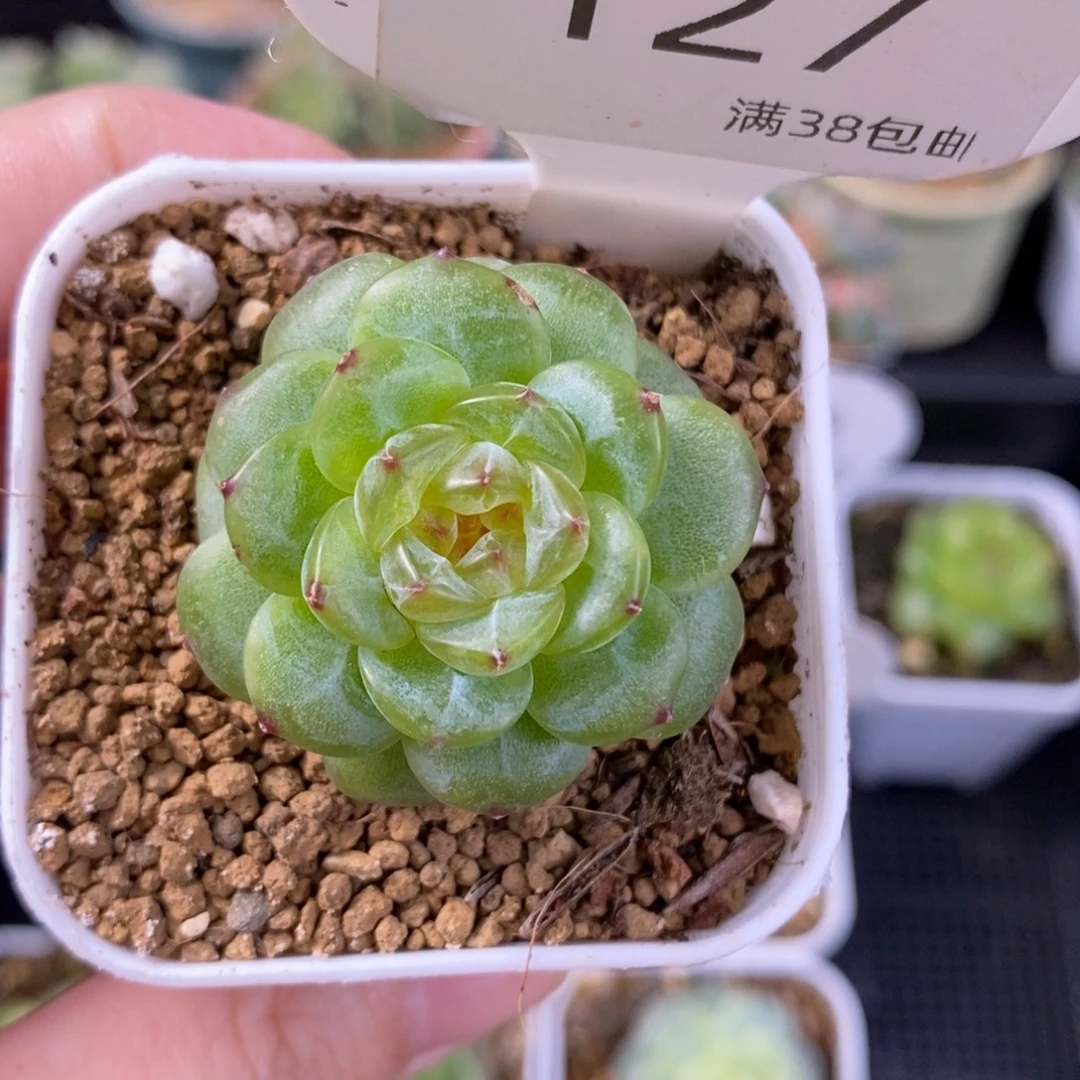 瑶瑶珍妮一颗单头127号