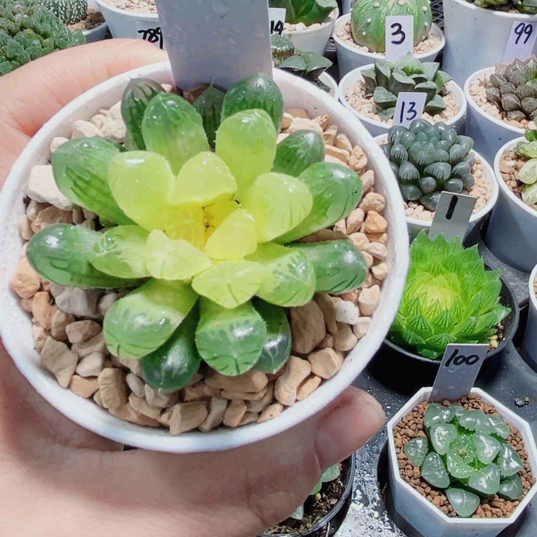 琥珀玉露多肉植物6666