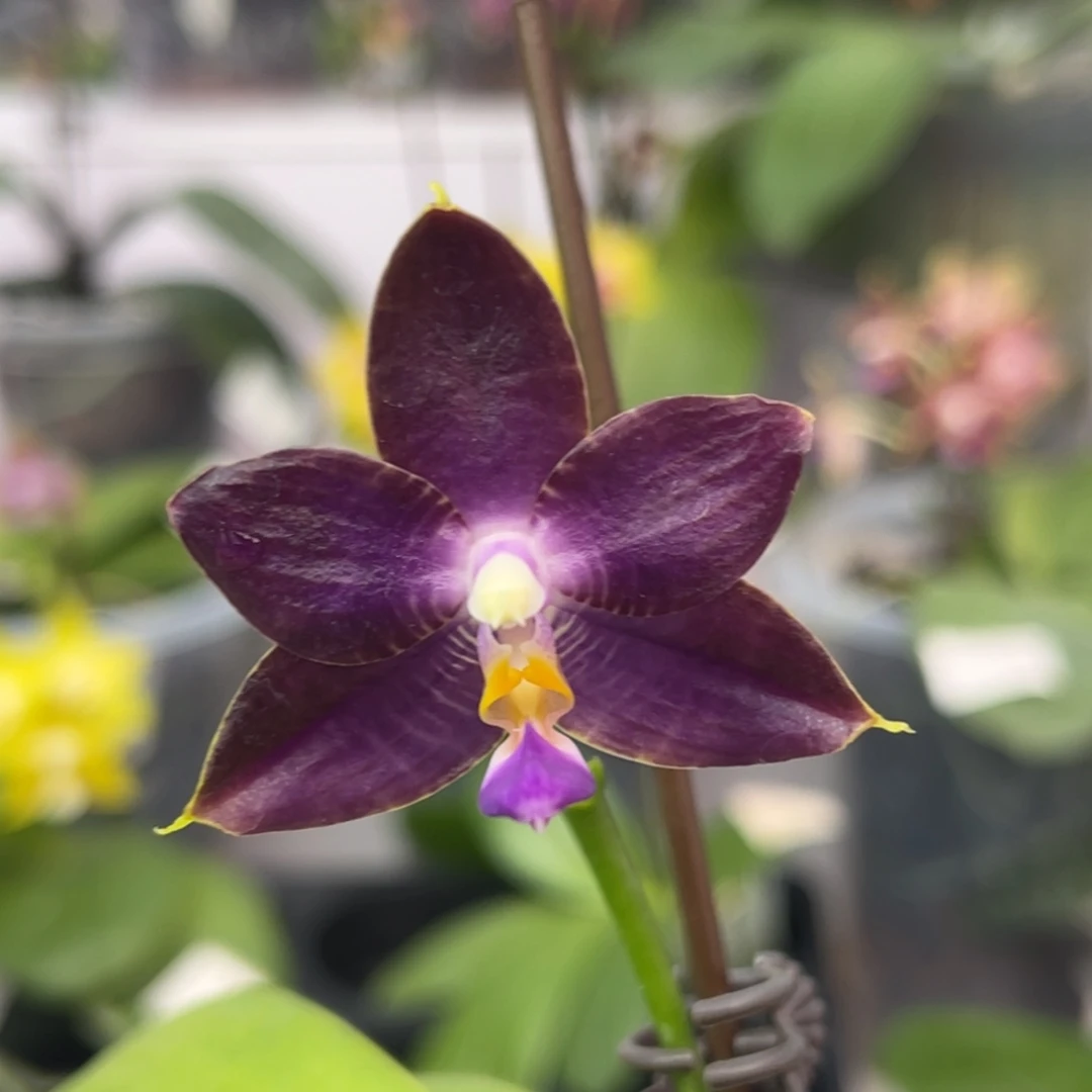 完全开放986 2.5寸弥陀amm237 一物一拍