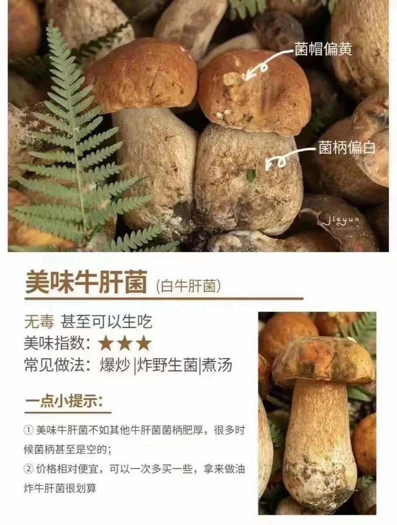 云南新鲜美味牛肝菌顺丰空运包邮