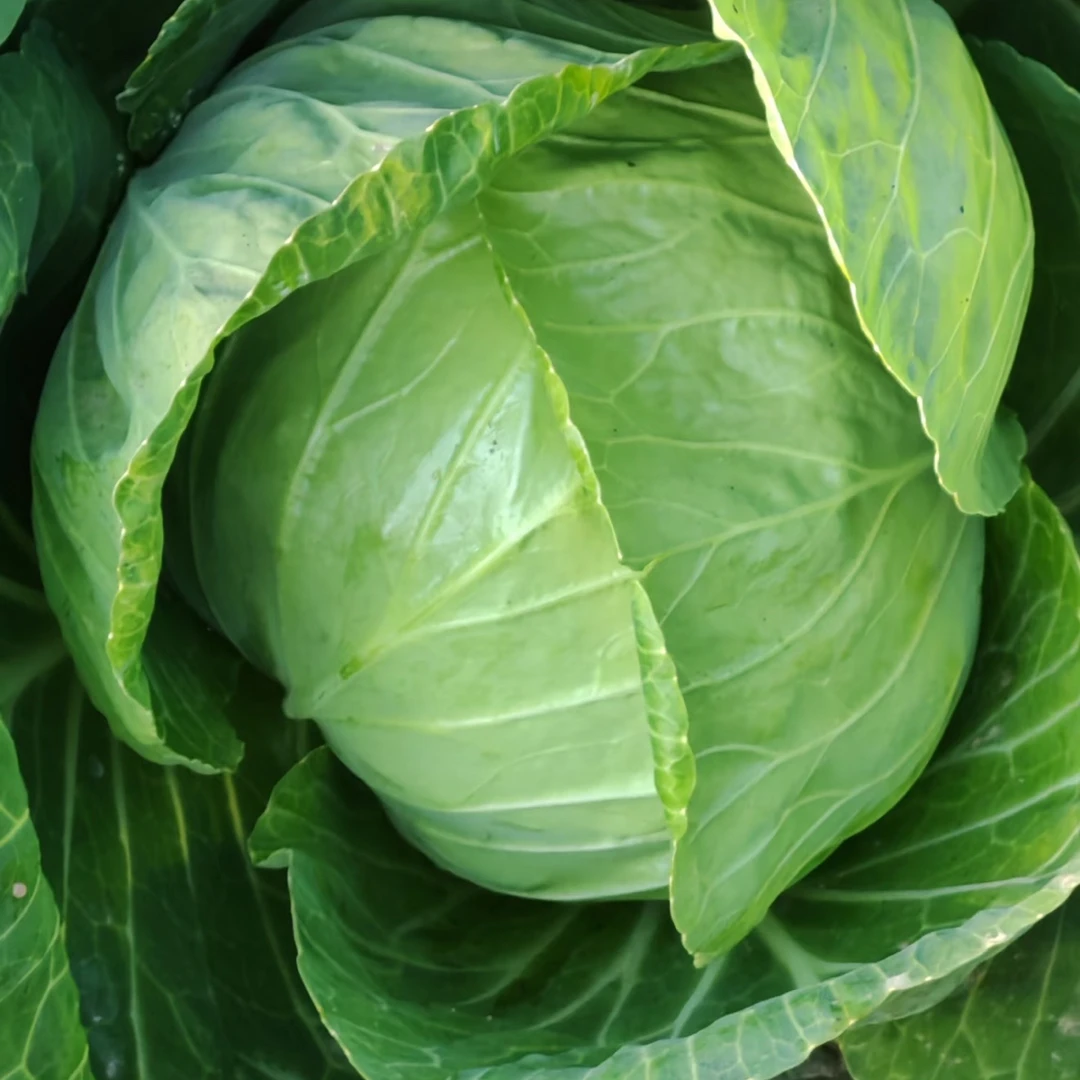 大兴本地现砍现发水果甘蓝/水果包菜/可生食水果甘蓝