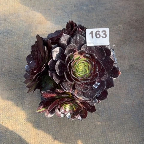 田*?163黑寡妇朵朵多肉，