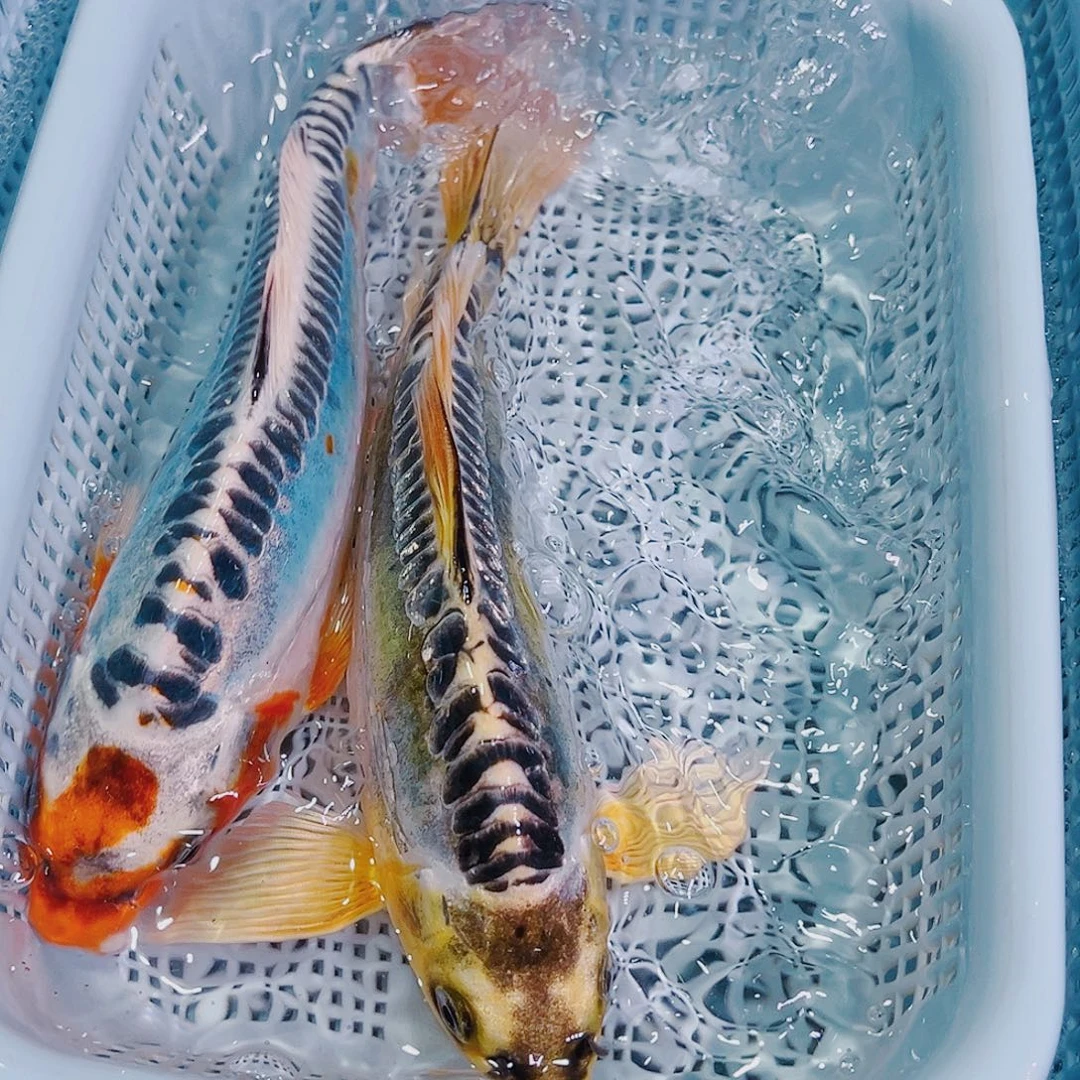 锦鲤锦鲤冷水观赏142