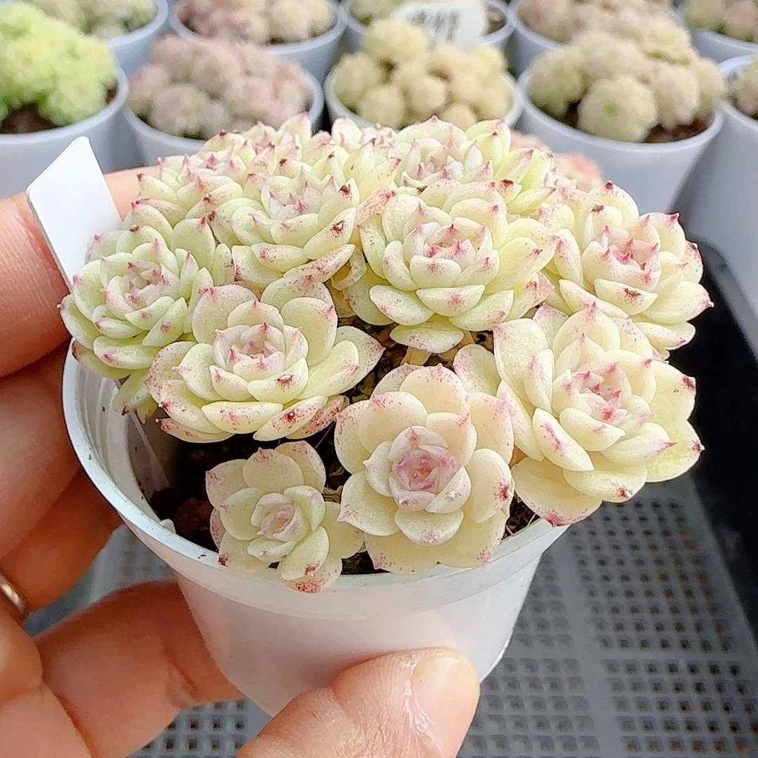 安****1222-33（ppt-54）优选