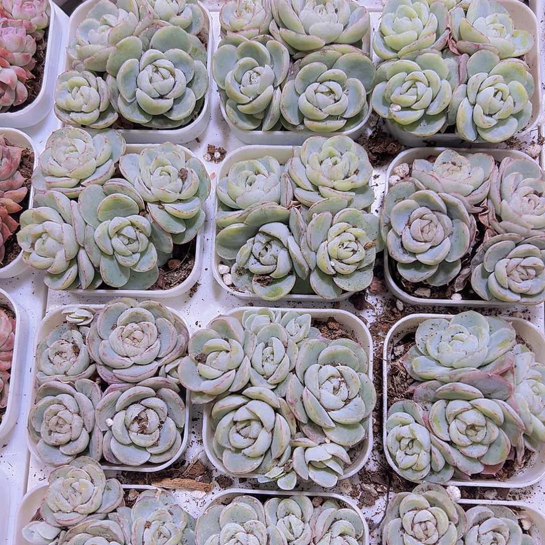 4头起胖虎19包邮