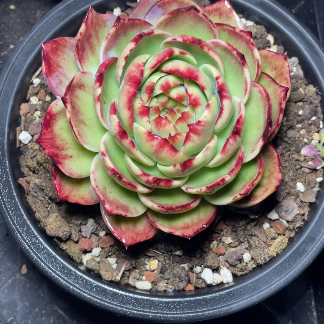 冠服14左右惊鸿仙子