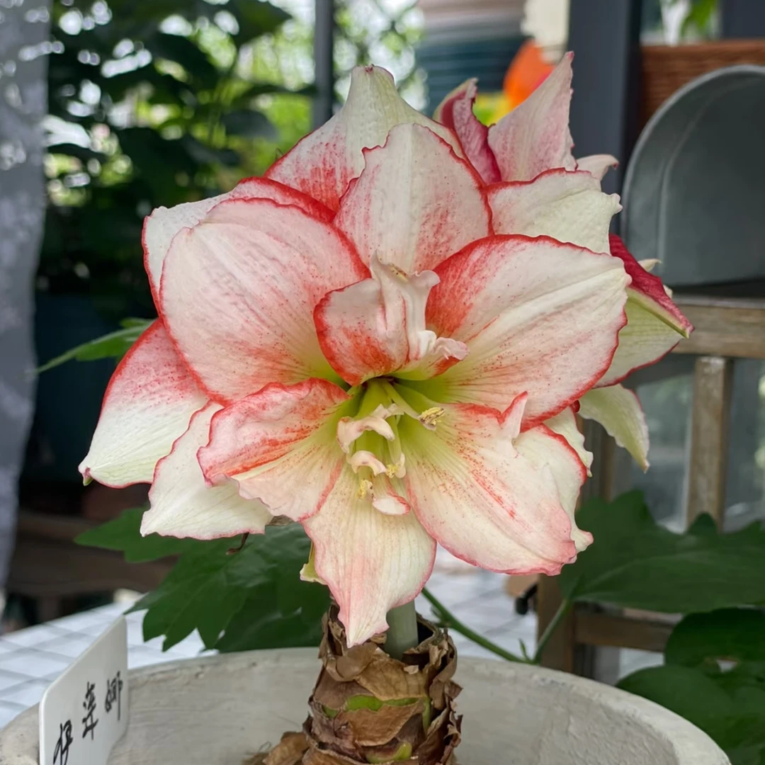 小石头朱顶红伊莲娜，裸球发货，包对版