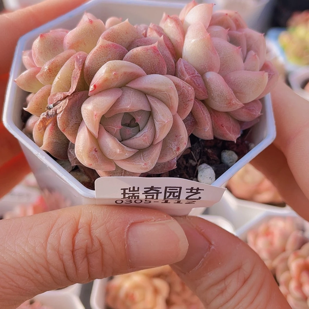 0000000000000112量拍