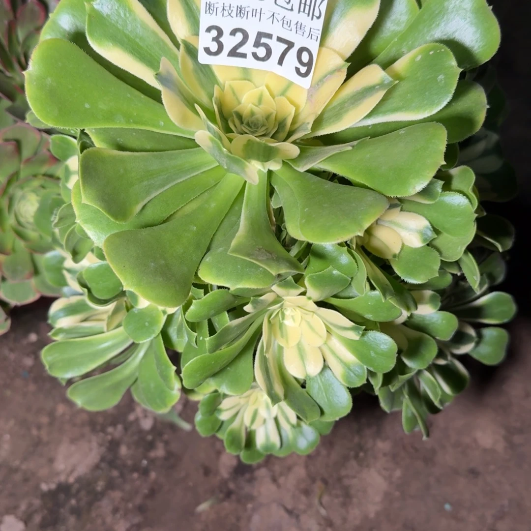 32579辛尼亚多肉植物