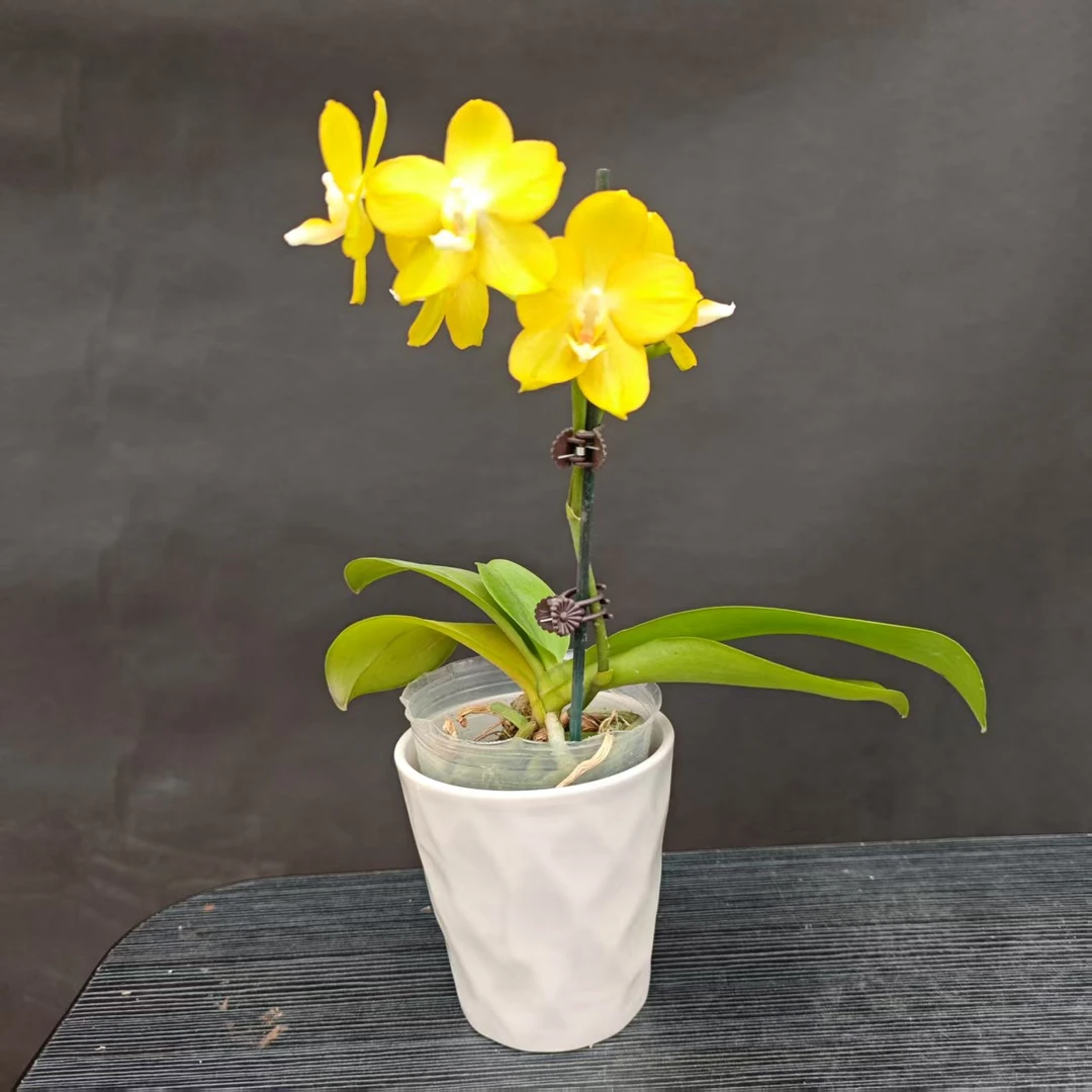 森境【吉祥如意】蝴蝶兰