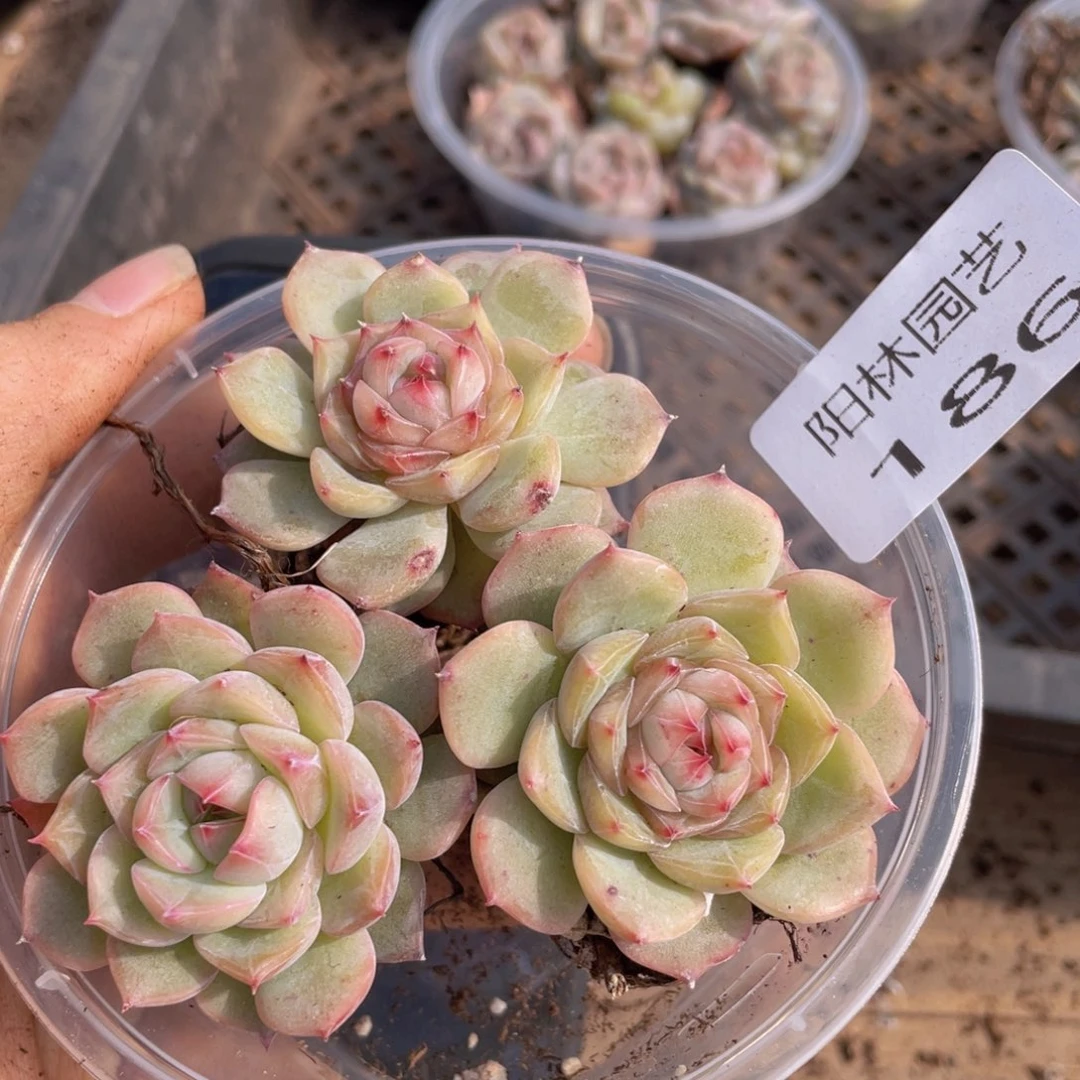 多肉植物多肉植物186