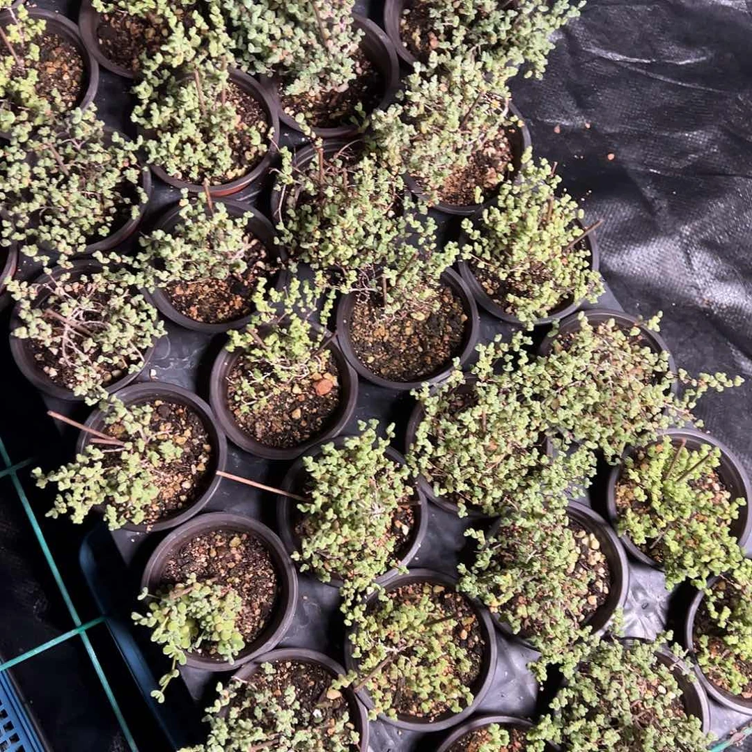 莱斯老桩90杯精品福利