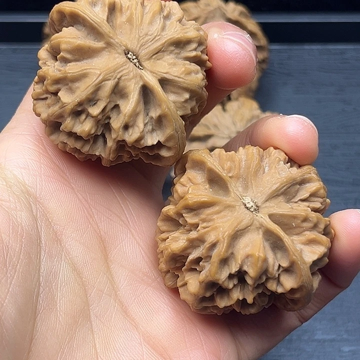 木质类秦岭突突突突突
