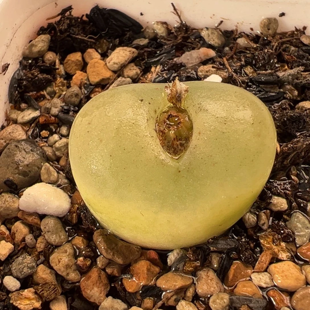 8.1多肉植物百科