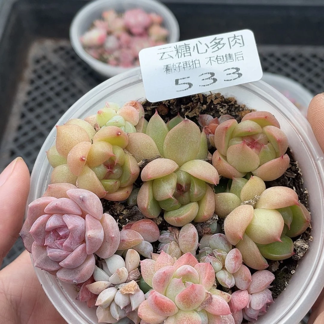 云糖心多肉植物533