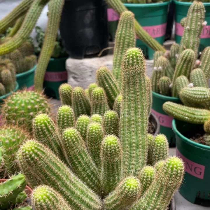 超大群进口群生白檀盖伯弗兰茨