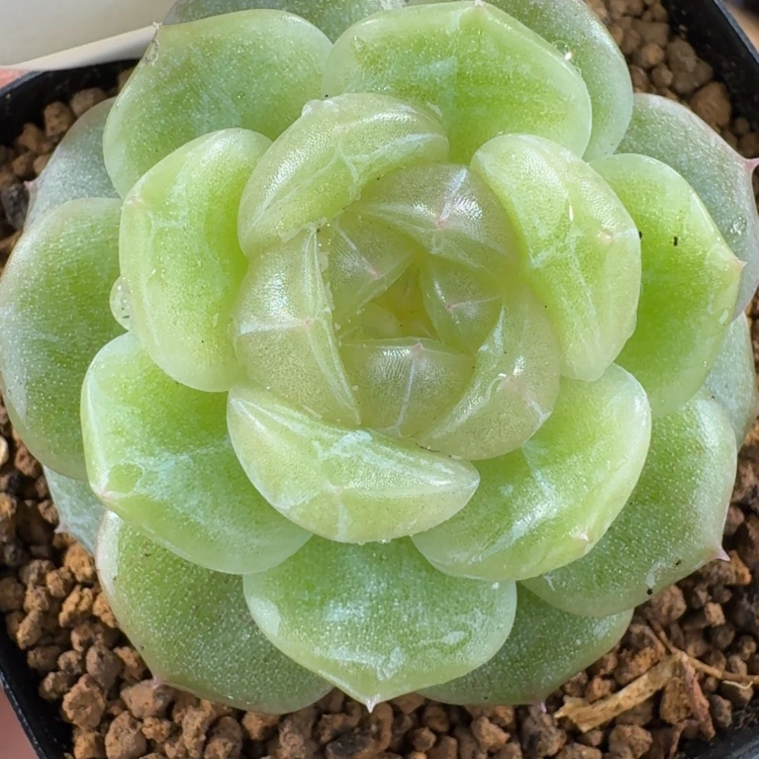 1204-40-玉露单头一颗