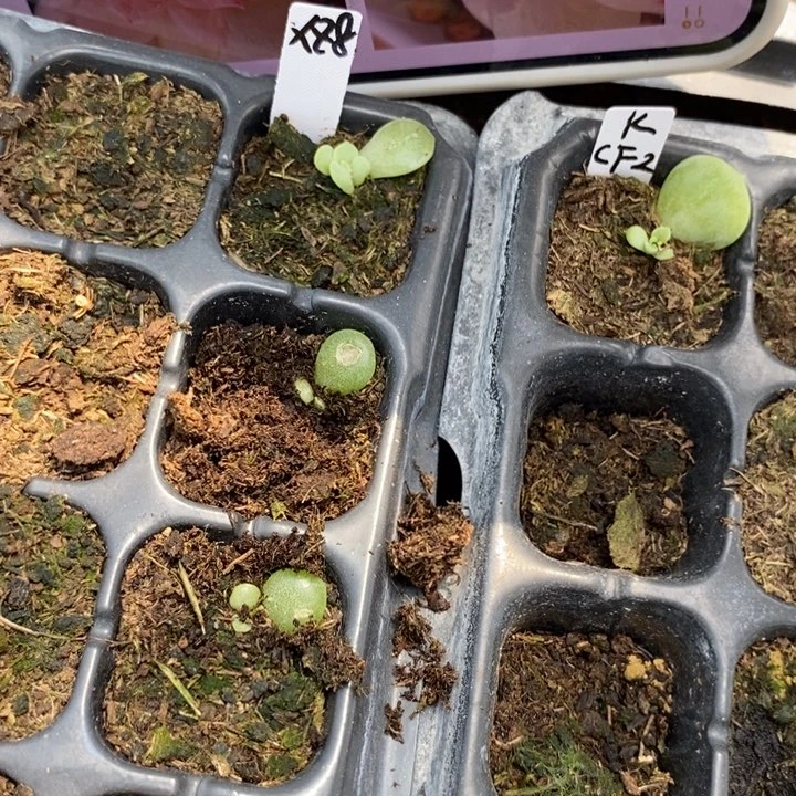 春茶xz8芽苗一个多肉