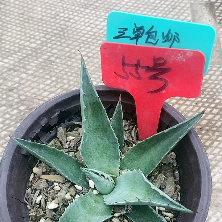 【闪购商品】无花朵龙舌兰金特里