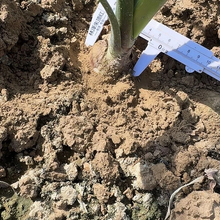 桃山绘雪朱顶红一棵4+