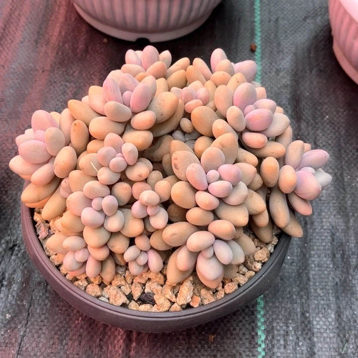 密多莉13号码牌子的话题了