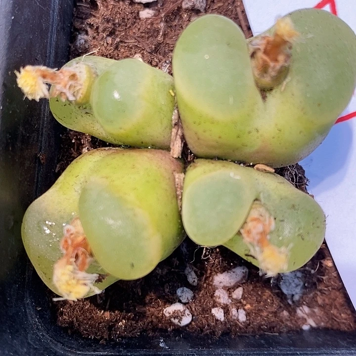 743翠绿四头一群。