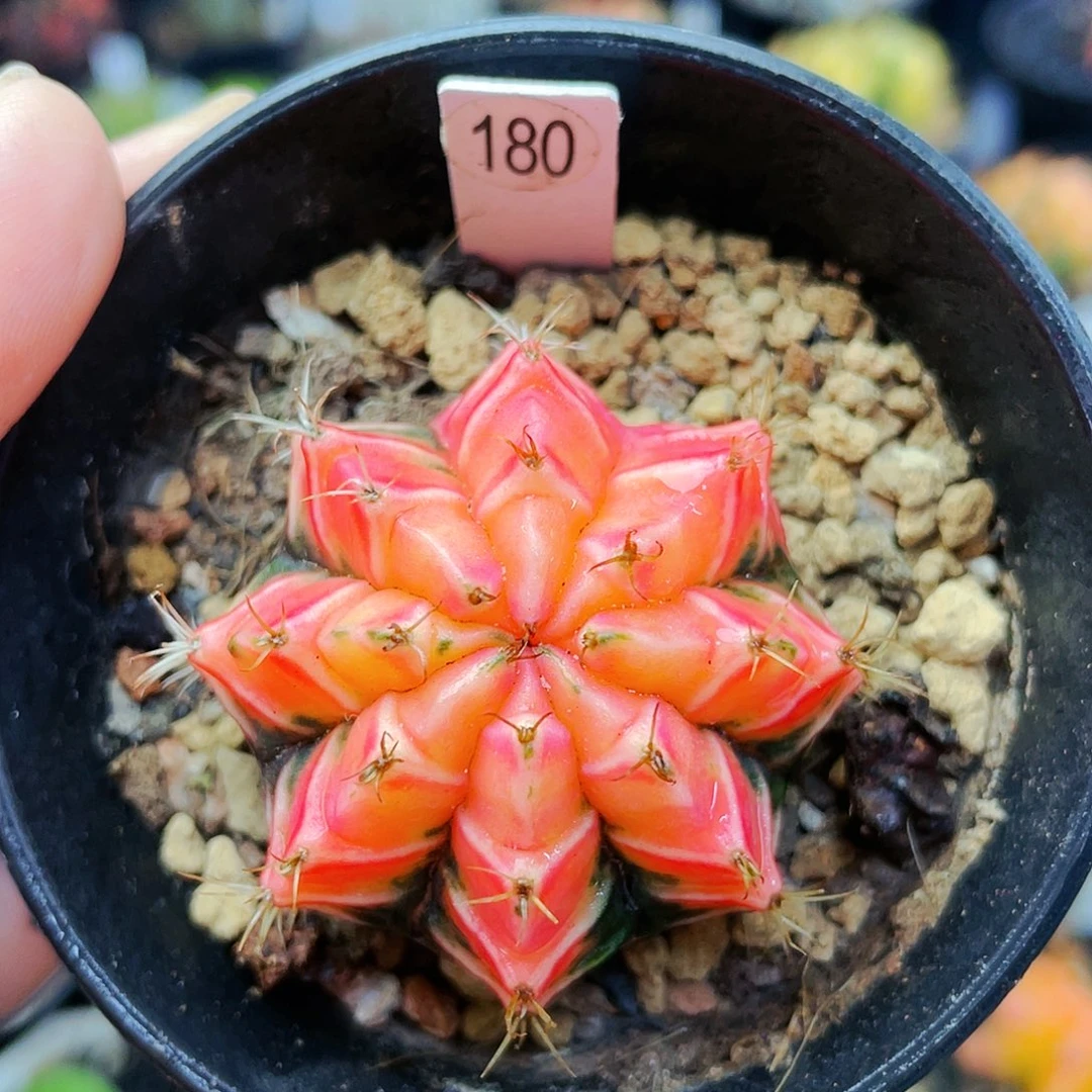 蓝****手非偏远地区满25裸根发货仙人球