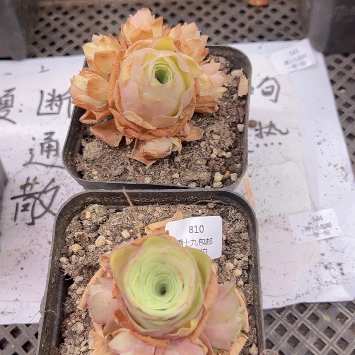 810 裸根不带土发货不包损