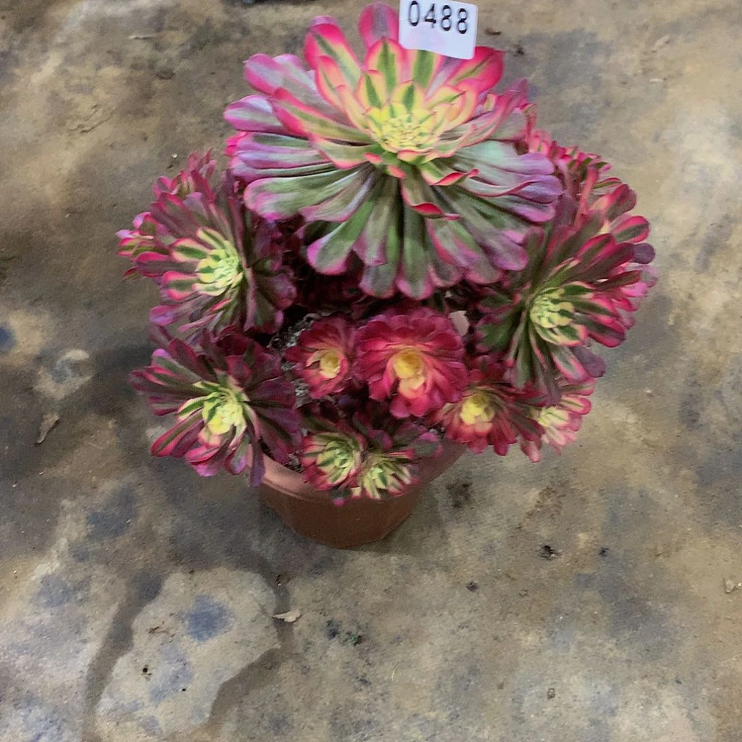 ?**?488花8888888888