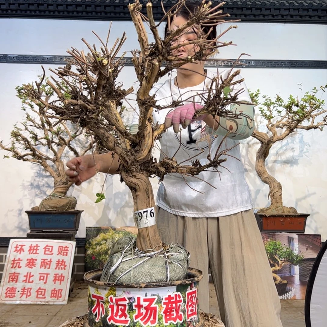 无花朵金银花888888