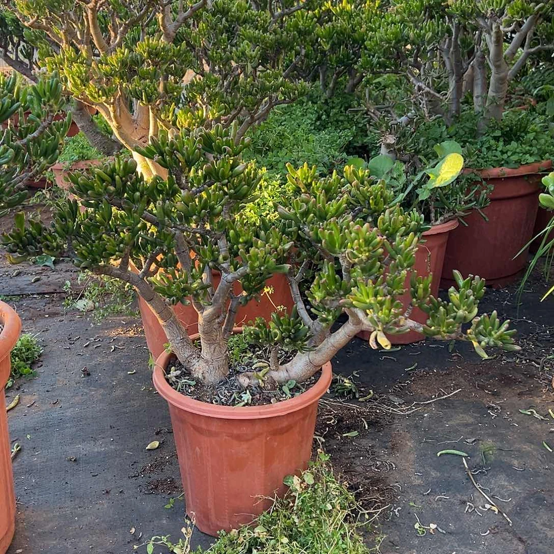 5年吸财树带土球发货