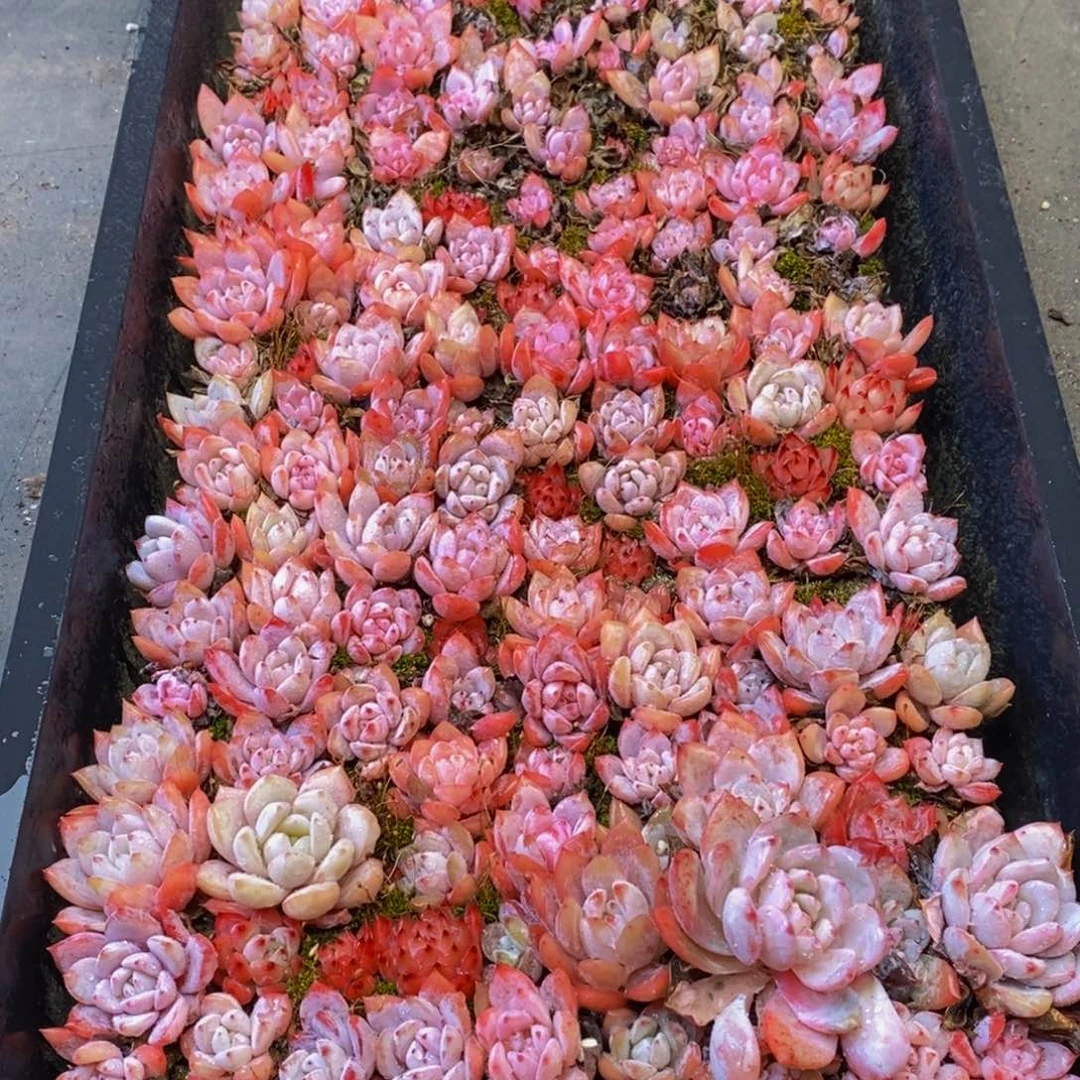 393多肉植物保护研究所所长