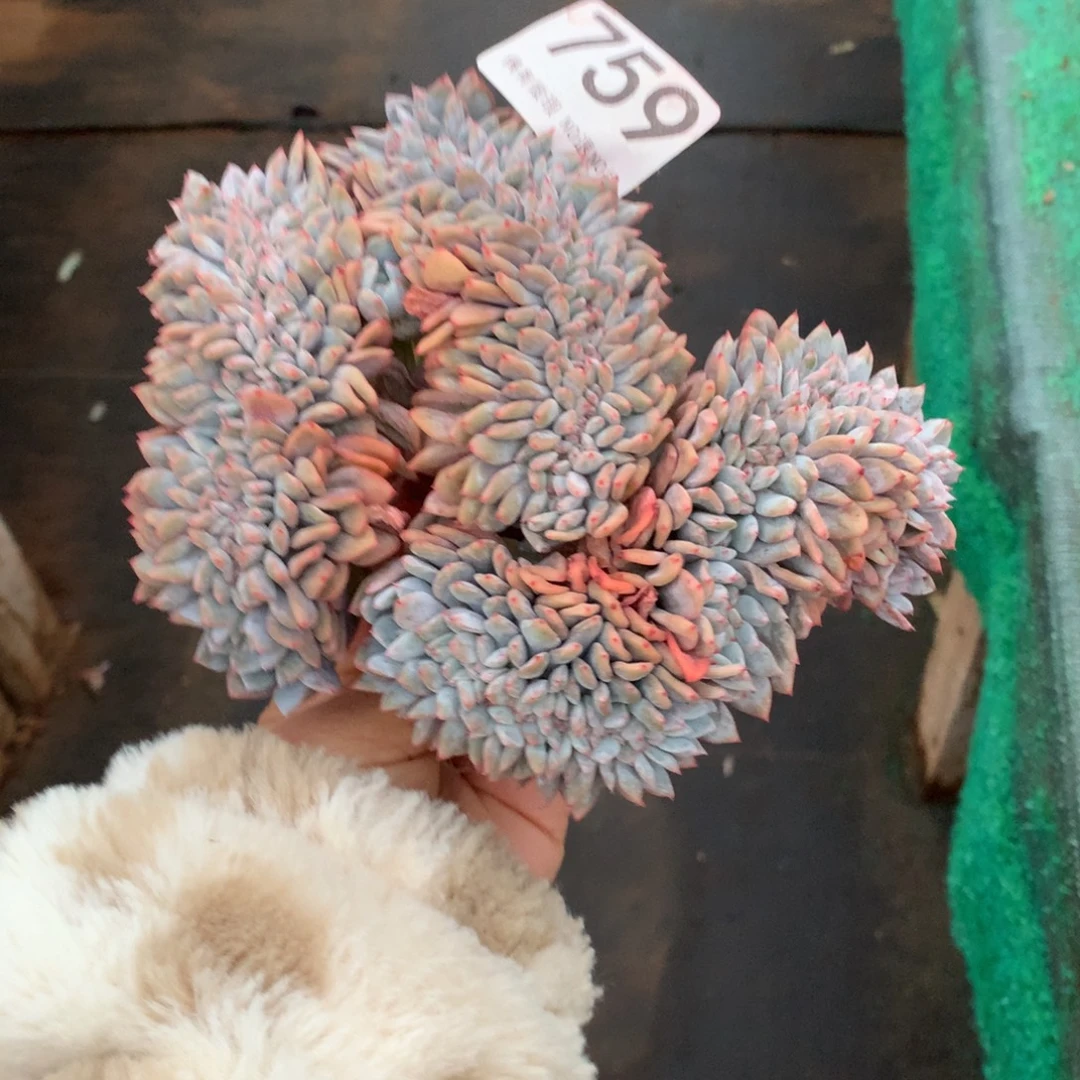 759橙子缀多肉植物