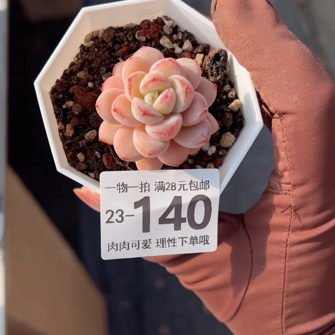 星星雪多肉多肉多肉多肉多肉