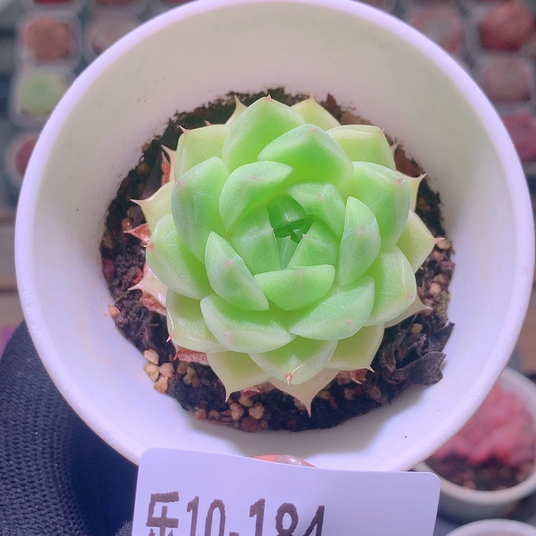 乐然10-184 麦秆单头