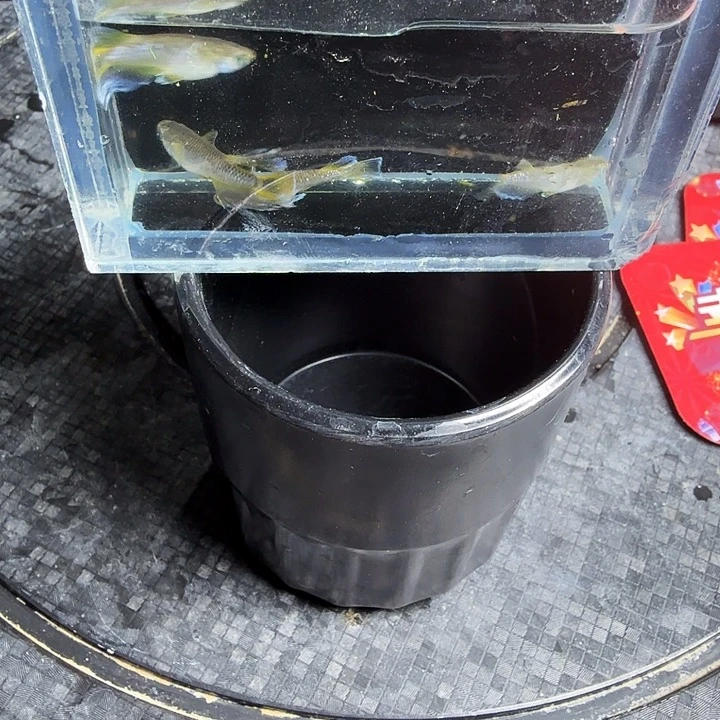 青鳉3号拍品 奶酪4条