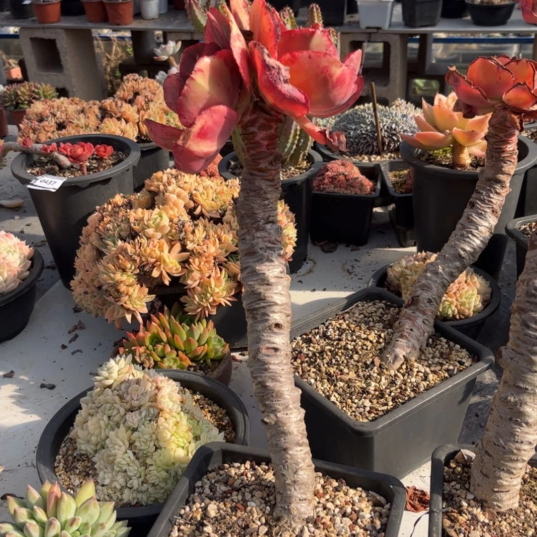 初吻多肉植物04184