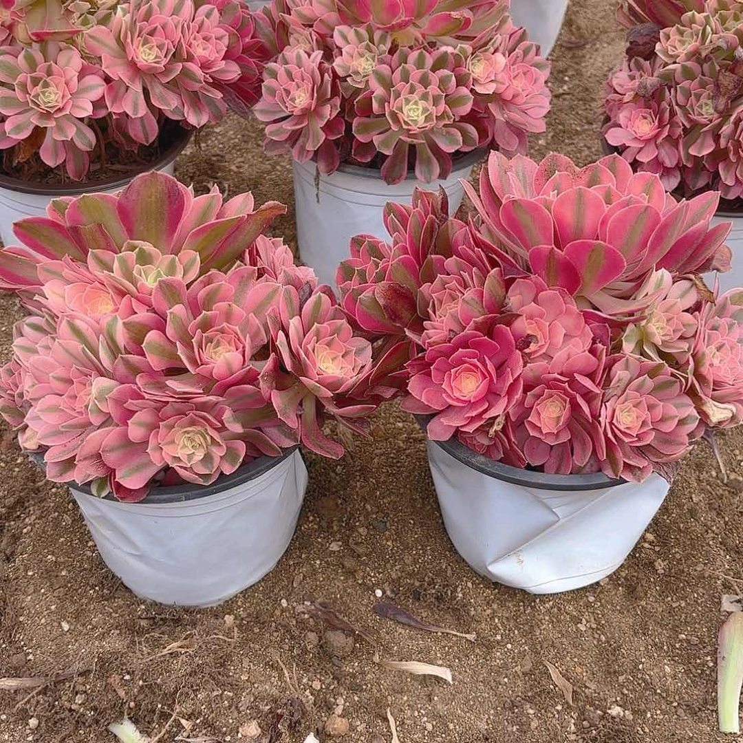 女巫多肉植物不周正两颗