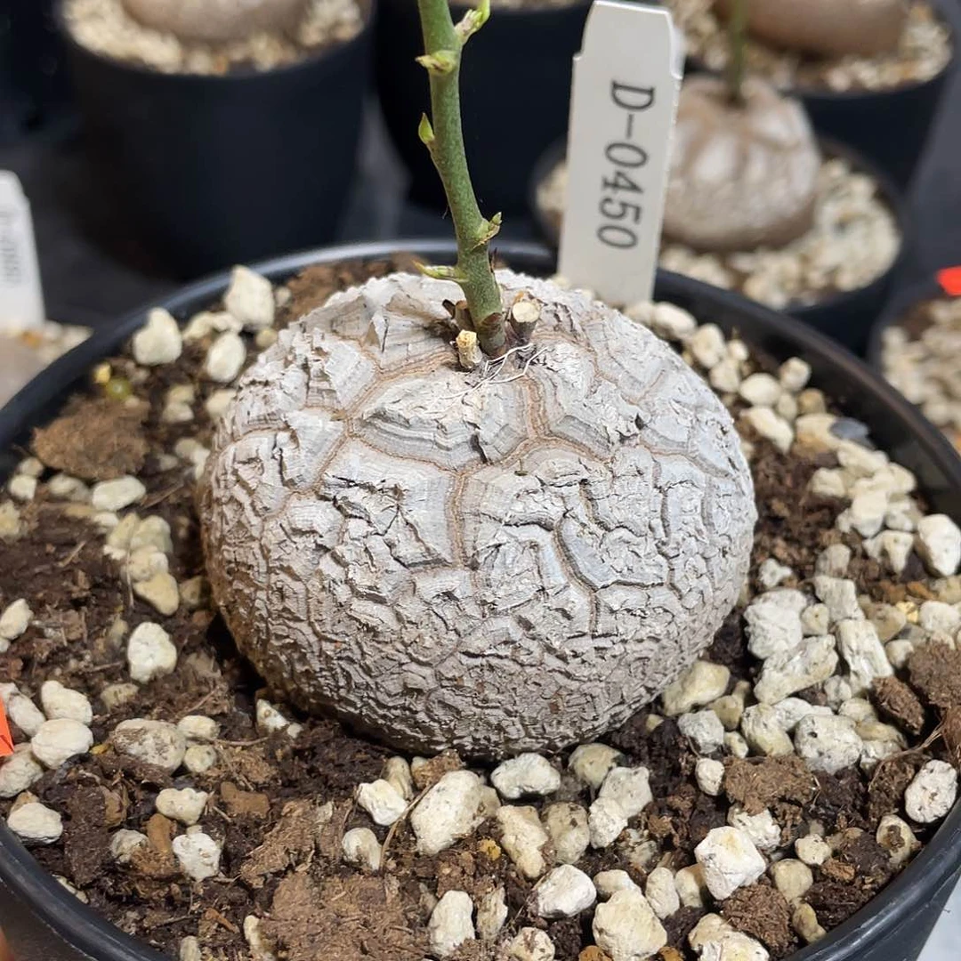 450号龟甲龙不退不退