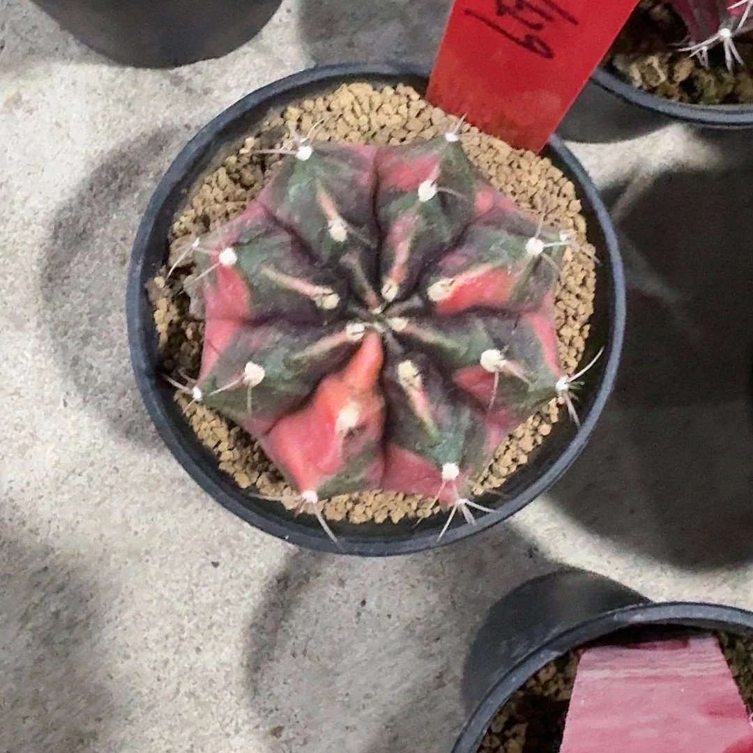 L429-1128广东发货