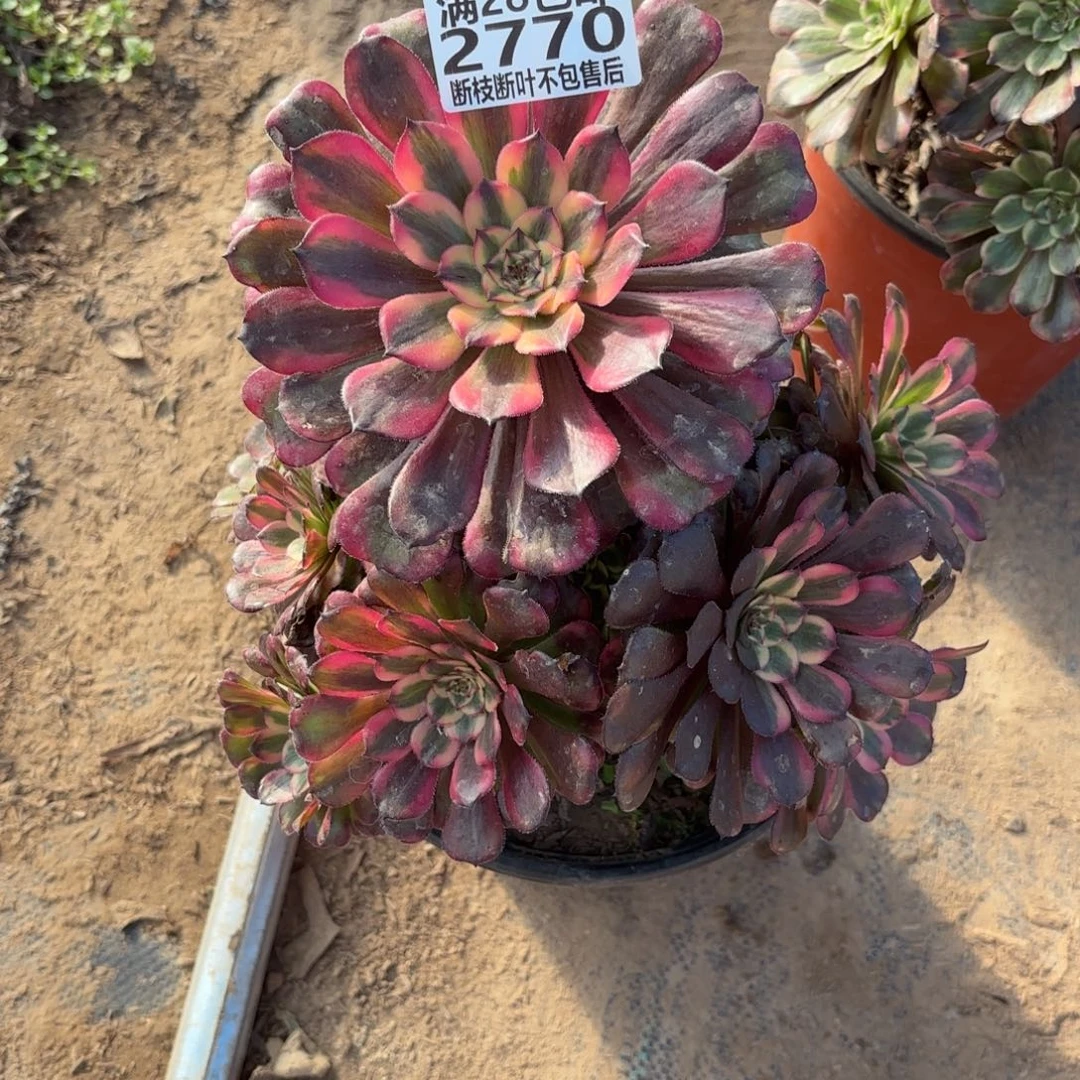 M. 2770舞天姬多肉，？ded