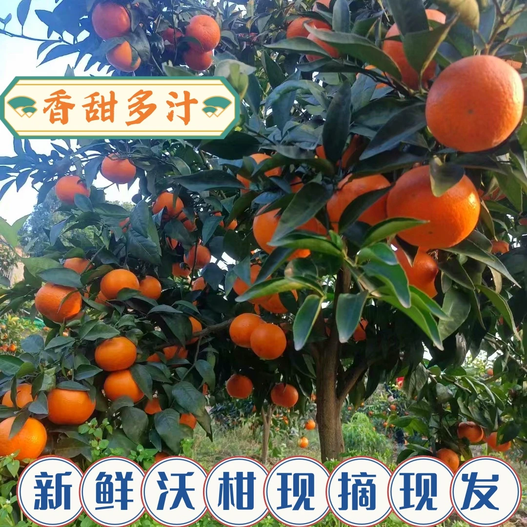 【现摘现发】四川柏坪沃柑新鲜应季水果香甜脆爽多汁产地当季水果