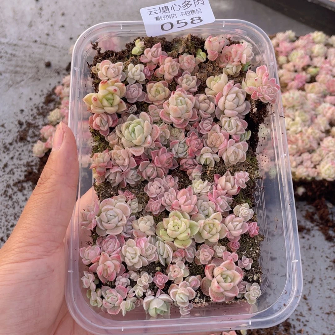 云糖心多肉植物58
