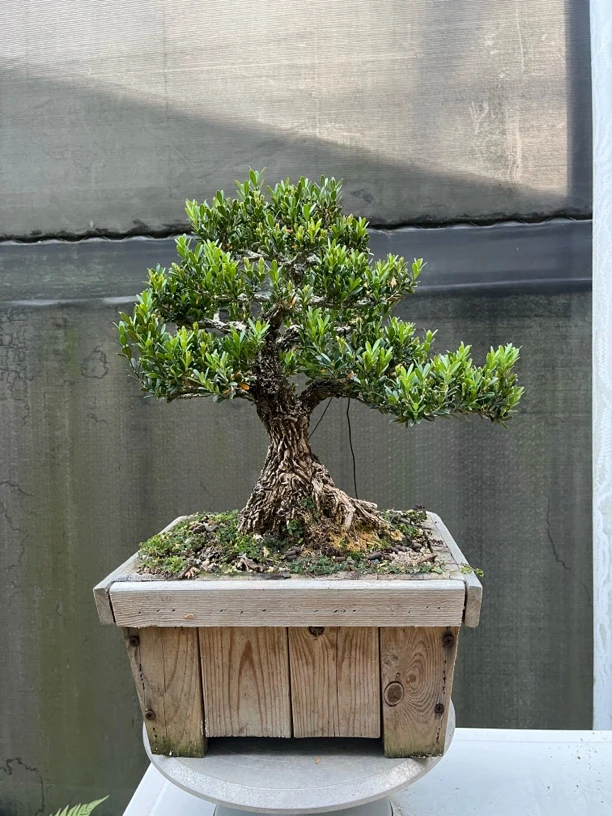 矮霸雀舌黄杨盆景迎客松造型小叶黄杨四季常青室内绿植