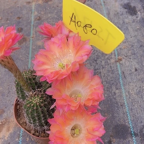 用****9仙人掌彩草A 080摘花脱土发货